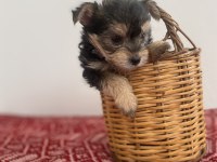 Teacup yorkie baby