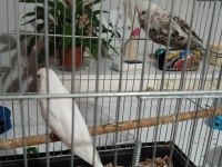Her bütçeye uygun muhabbet kuşu çiftler