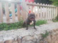 Excotik BLUE Fransız şu an tek ölçülere sahip