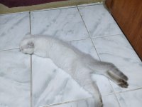 Scottish fold blue point