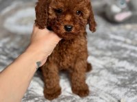 EFSANE TOY POODLE YAVRULARI 