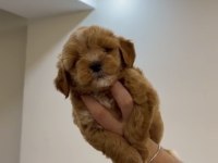 Maltipoo Party Color Kuyruksuz