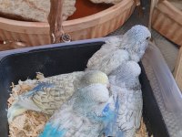 Ele Alışik Vıolet Spangle Show Dişi Ve Erkek Muhabbet