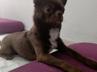 ŞİVAVA KÖPEĞİMİZ İÇİN GELİNİMİZ OLMAK İSTER MİSİNİZ?
