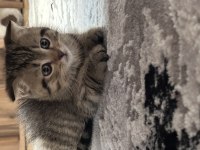 scottish fold dişi yavrum sahiplendirilecektir