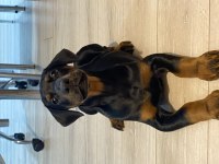 A KALİTE DOBERMAN SİYAH 2 aylık