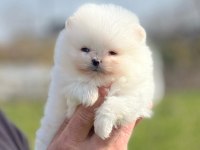 Beyaz Pomeranian Boo