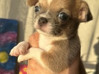 2 aylık chihuahua yavrularımıza yuva arıy oruz