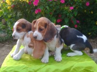Safkan beagle yavrularımız