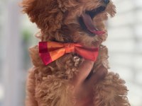 Toy poodle köpeğimi sahiplendirme