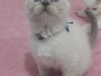 Scottish Fold ve British Shorthair Yavrular