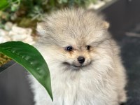 Orjinal pomeranian boo