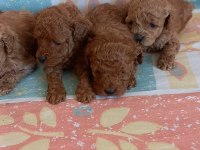 Kg garantili toy poodle yavrular
