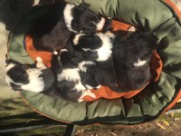 Zeka küpü border collie yavrularım