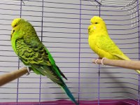 Jumbo Muhabbet Kuşu Çift