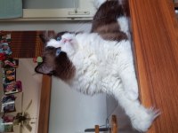 TR EN YAKIŞIKLISI RAGDOLL