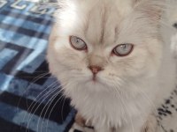Yetişkin dişi british shorthair kısır değildir