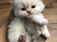 Muhteşem Safkan British Longhair ve British shorthair yavru