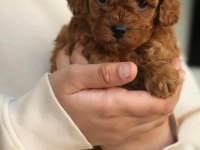 Karakteri ve Görünüşüyle Özel Poodle