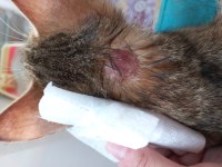 KEDİYE ÇOK ACİL YUVA