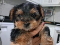Yorkshire terrier teacup