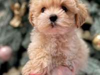 Eğitimli Maltipoo Yavrular