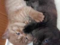 British shorthair yavrumuz
