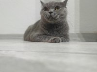 Birbirine Alışkın İki Safkan Dost British Shorthair