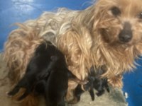 MORKİE KÖPEKLER