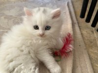 Bal gibi tatlı yavru british longhair kediler