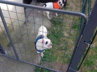 FRENCH BULLDOG 6 AYLIK YAVRULARIMIZ