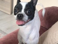 Chihuahua 1 yaşında ev eğitimli çipli