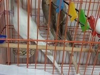 ALBİNO ERKEK GREY DİSİ SULTAN PAPAĞANLARI