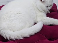 Bembeyaz mavi gözlü kedimizi ücretsiz sahiplendiriyoruz.