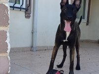 UST DUZEY DİŞİ MALINOIS YAVRUM