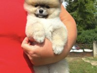 PORTAKAL GİBİ KIZ POMERANİAN BOO