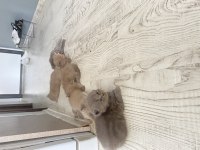 1 aylık 6 adet safkan british shorthair kediler