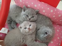 Yavru Scottish Fold