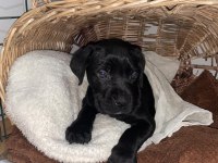 A kalite cane corso