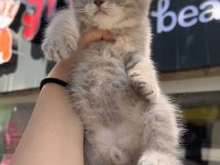 British Shorthair Lilac Top Kafa Erkek
