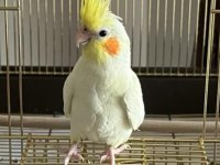 45-50 Günlük El Besleme Isırma Bilmez Bebek Sultan Papağanı
