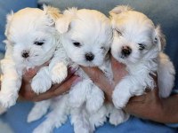 Maltese Terrier Yavrularım 