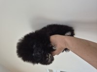 Pomeranian boo yavrular