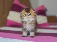 Scottish fold erkek ny25