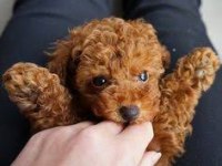 Toy Poodle Bebeklerimiz