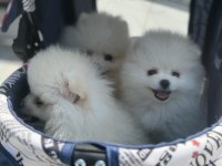 Ultra kalite pomeranian yavrularımız