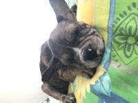 French bulldog 3 aylık