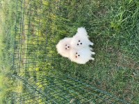 Pomeryan Boo 
