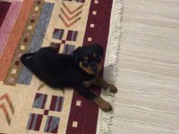 70 günlük rottweiler