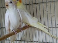 Dişi albino sultan papağanı 1 yaşına yakın